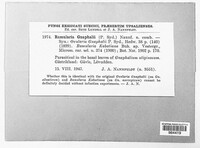 Ramularia gnaphalii image